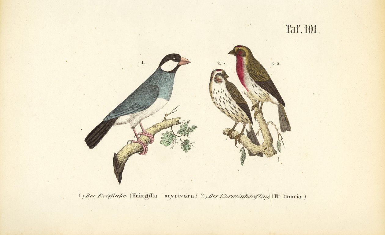 Java-Sperling und Karmingimpel von J. W. Tenhaeff