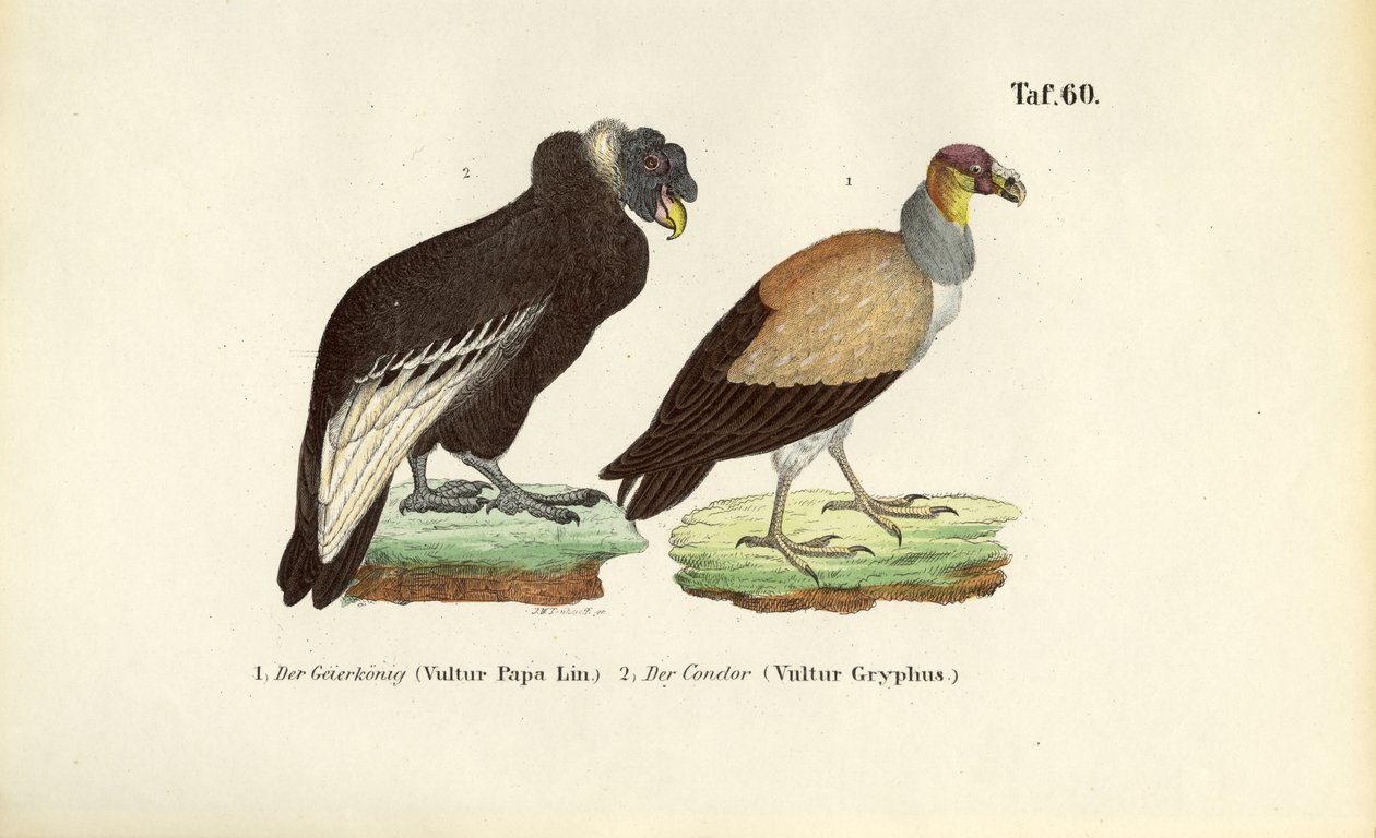 Königsgeier und Andenkondor von J. W. Tenhaeff