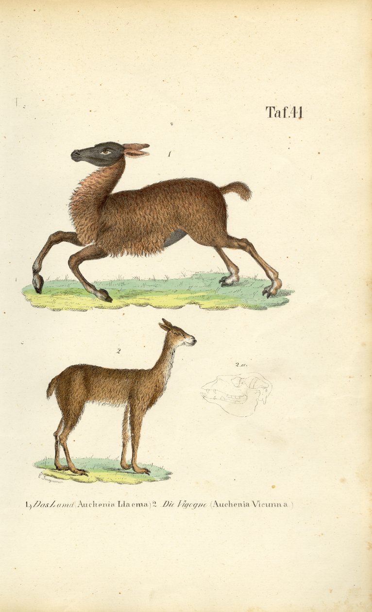 Lama und Vikunja von J. W. Tenhaeff
