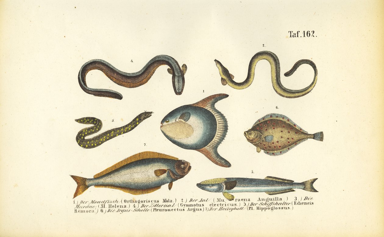 Meeresfische und Aale von J. W. Tenhaeff