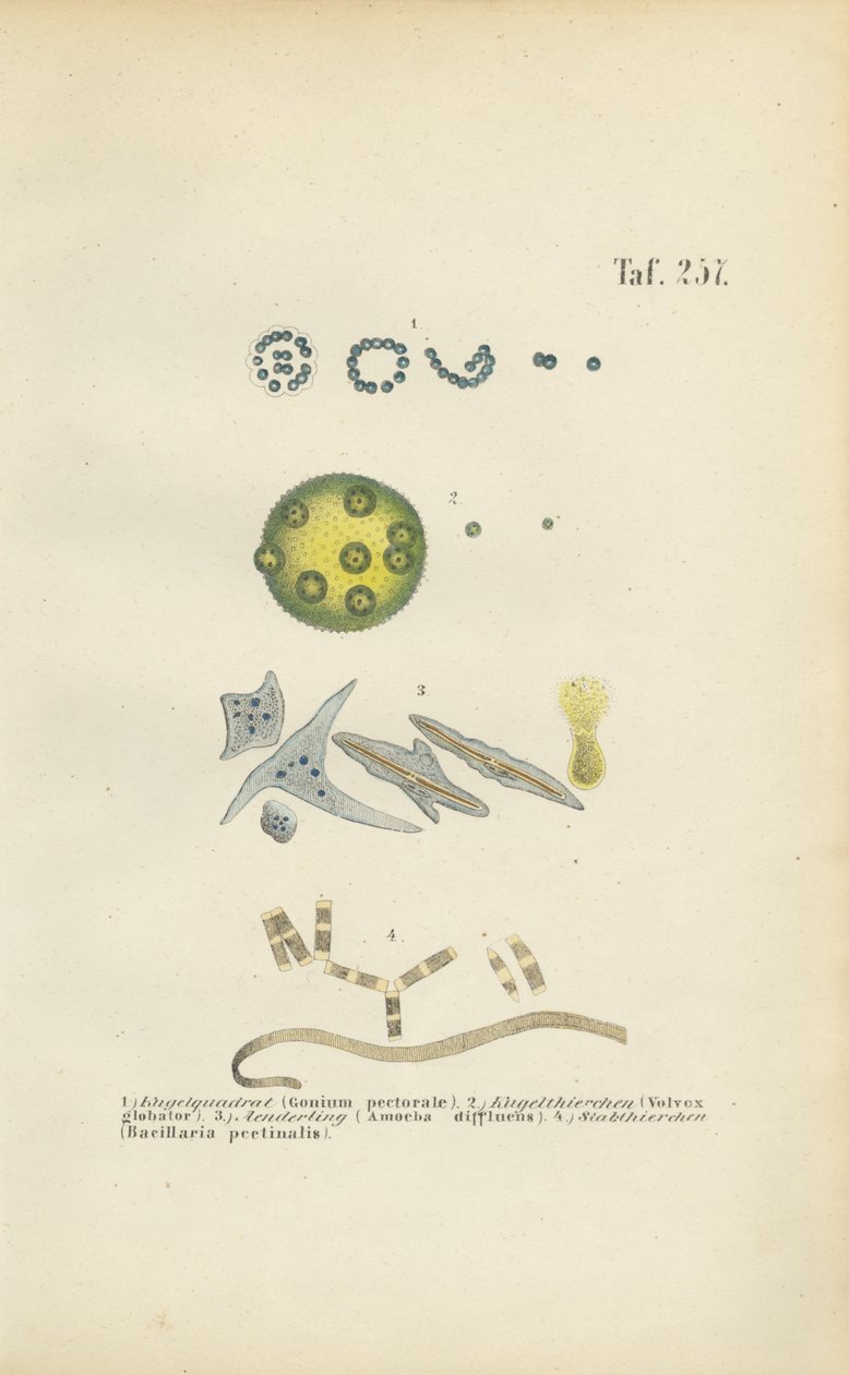 Mikroorganismen: Gonium, Volvox und andere Einzeller von J. W. Tenhaeff