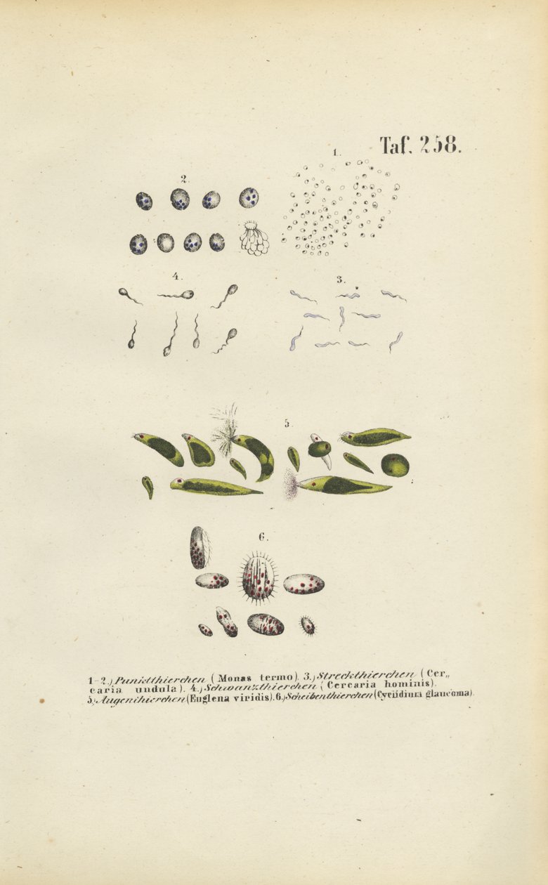 Mikroskopische Einzeller: Monadien, Cercarien und Parasiten von J. W. Tenhaeff
