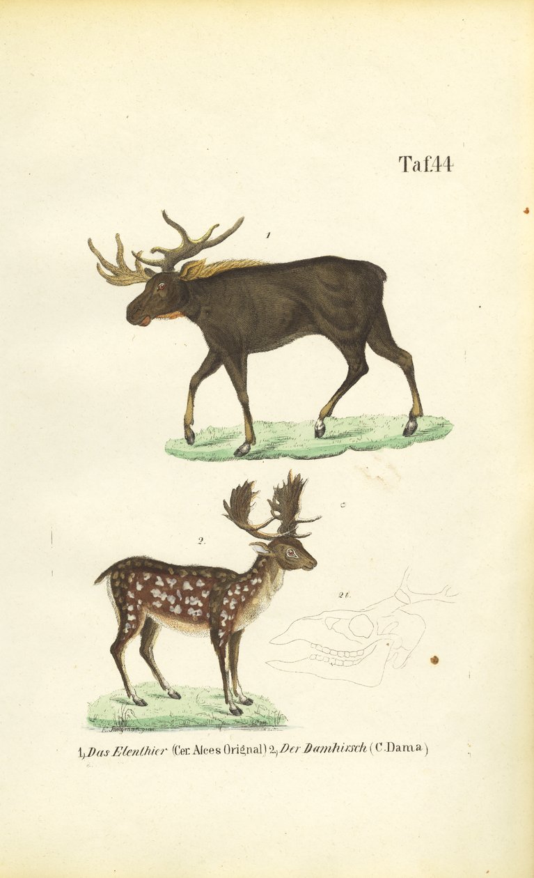 Elch und Damhirsch von J. W. Tenhaeff