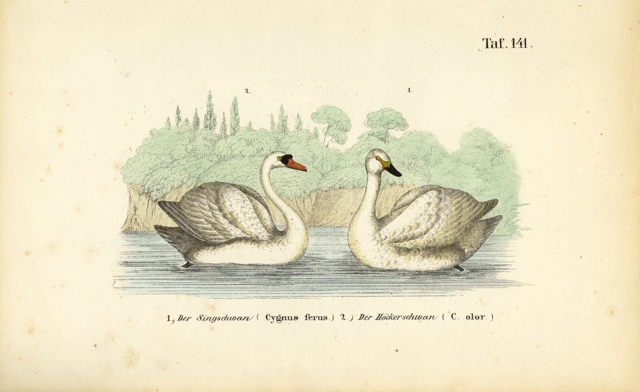 Höckerschwan und Singschwan von J. W. Tenhaeff