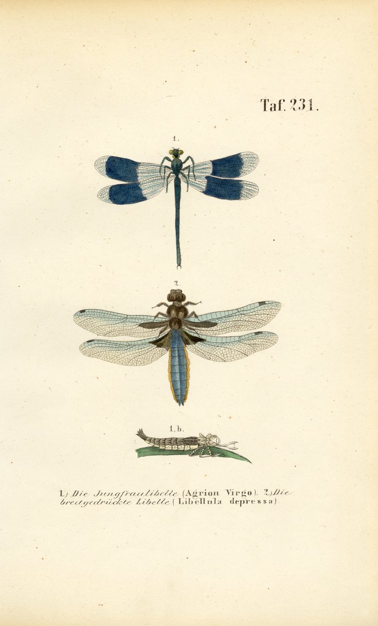 Einheimische Libellenarten mit Larvenentwicklung von J. W. Tenhaeff