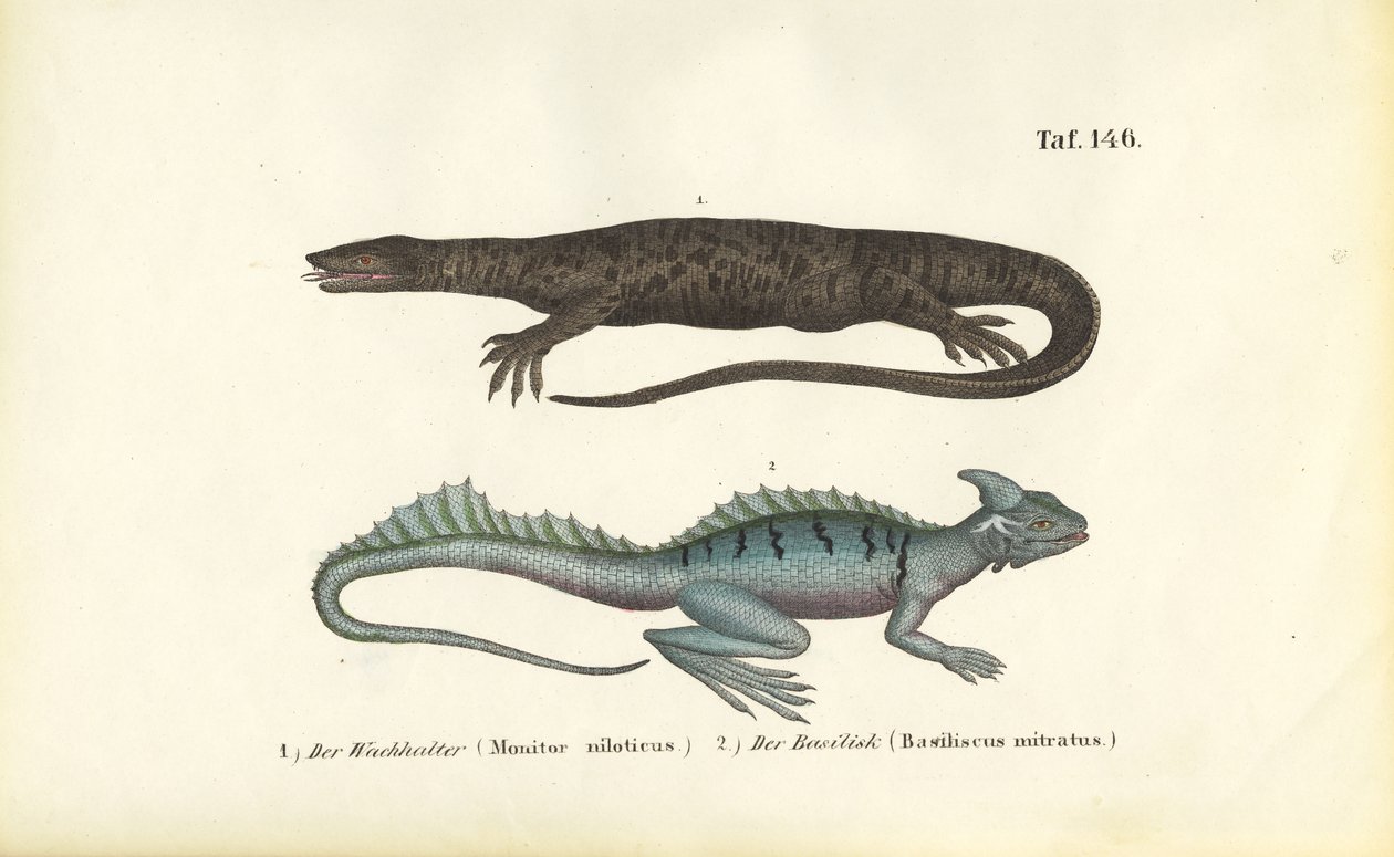 Nilwaran und Helmbasilisk von J. W. Tenhaeff