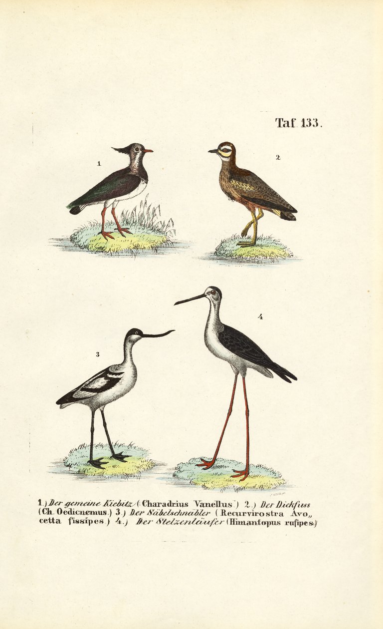 Kiebitz, Triel, Säbelschnäbler und Stelzenläufer von J. W. Tenhaeff