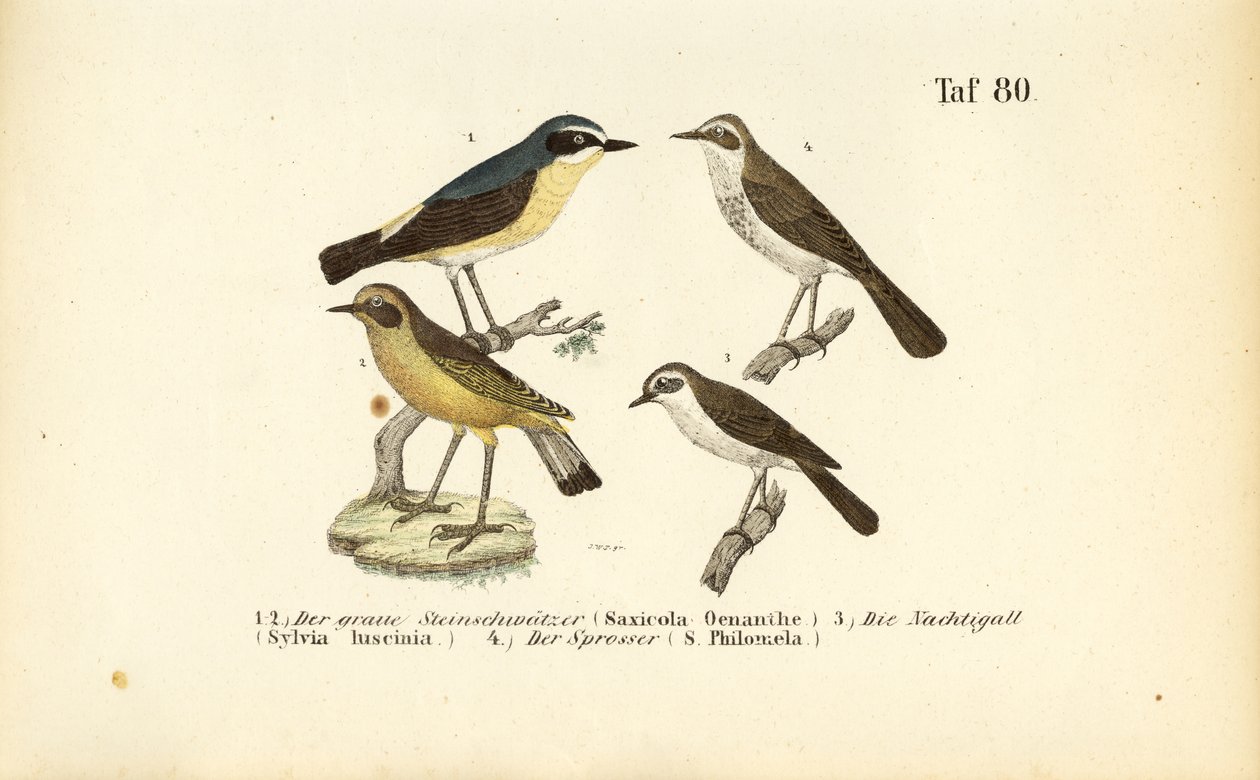 Steinschmätzer, Nachtigall und Sprosser von J. W. Tenhaeff