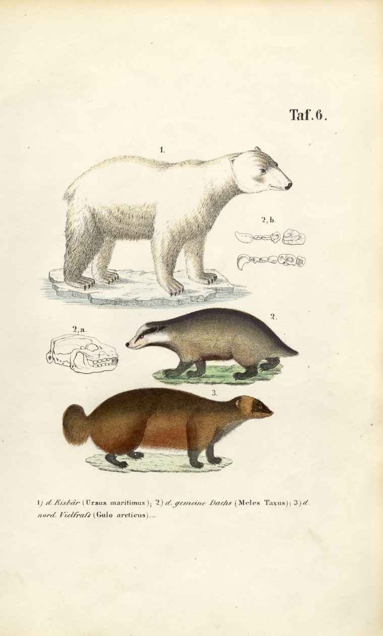 Eisbär, Dachs und Vielfraß mit anatomischen Details von J. W. Tenhaeff