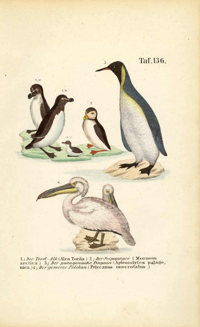Tordalk, Papageitaucher, Königspinguin und Pelikan von J. W. Tenhaeff