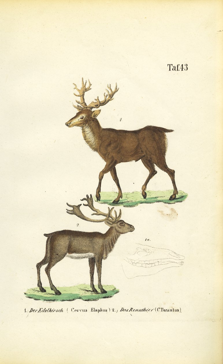 Rothirsch und Rentier von J. W. Tenhaeff