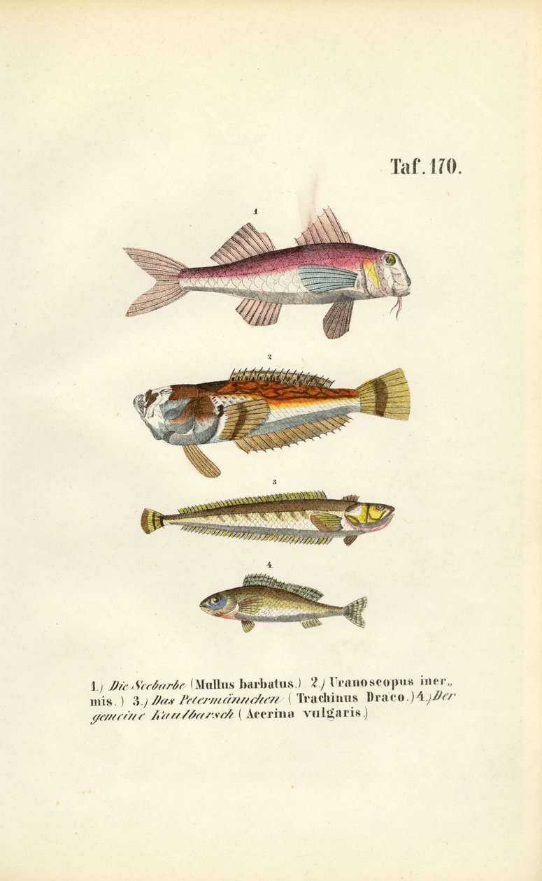 Roter Knurrhahn und bodenbewohnende Fische der europäischen Küstengewässer von J. W. Tenhaeff