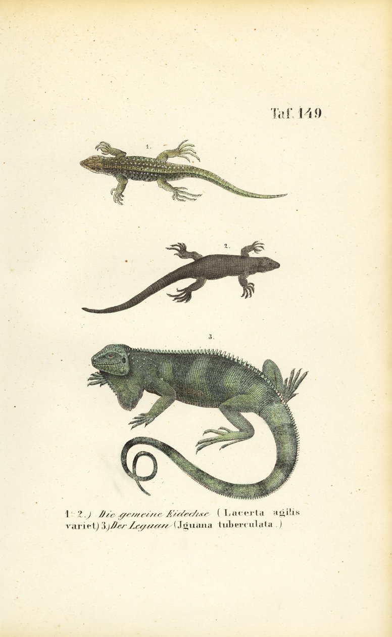 Sand-Eidechsen und Grüne Leguane von J. W. Tenhaeff