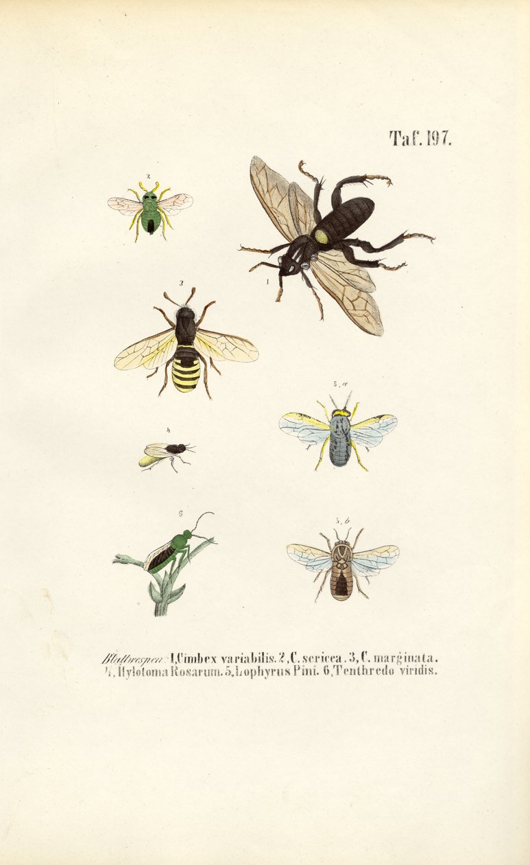 Sägewespen und ihre Arten von J. W. Tenhaeff