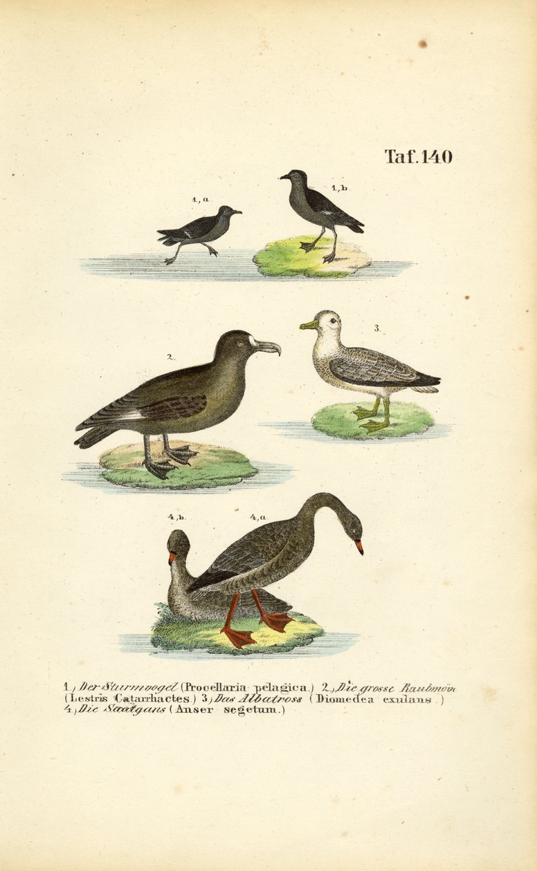 Sturmschwalbe, Große Raubmöwe, Albatros und Saatgans von J. W. Tenhaeff