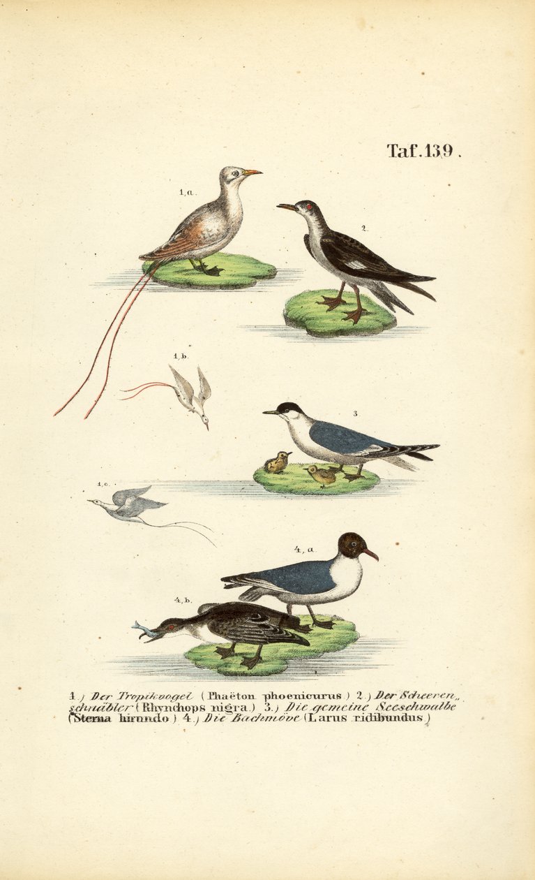 Tropische Seevögel: Tropikvogel, Scherenschnabel, Seeschwalbe und Lachmöwe von J. W. Tenhaeff