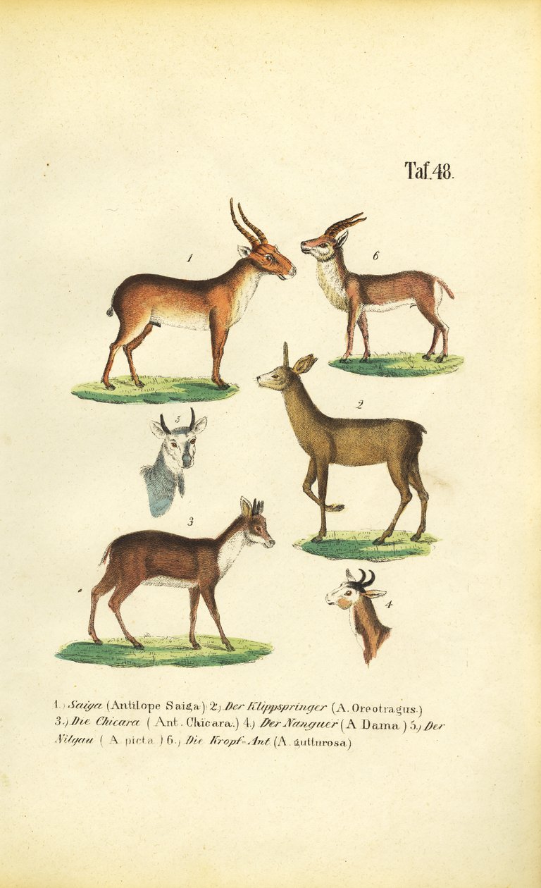 Verschiedene Antilopenarten von J. W. Tenhaeff