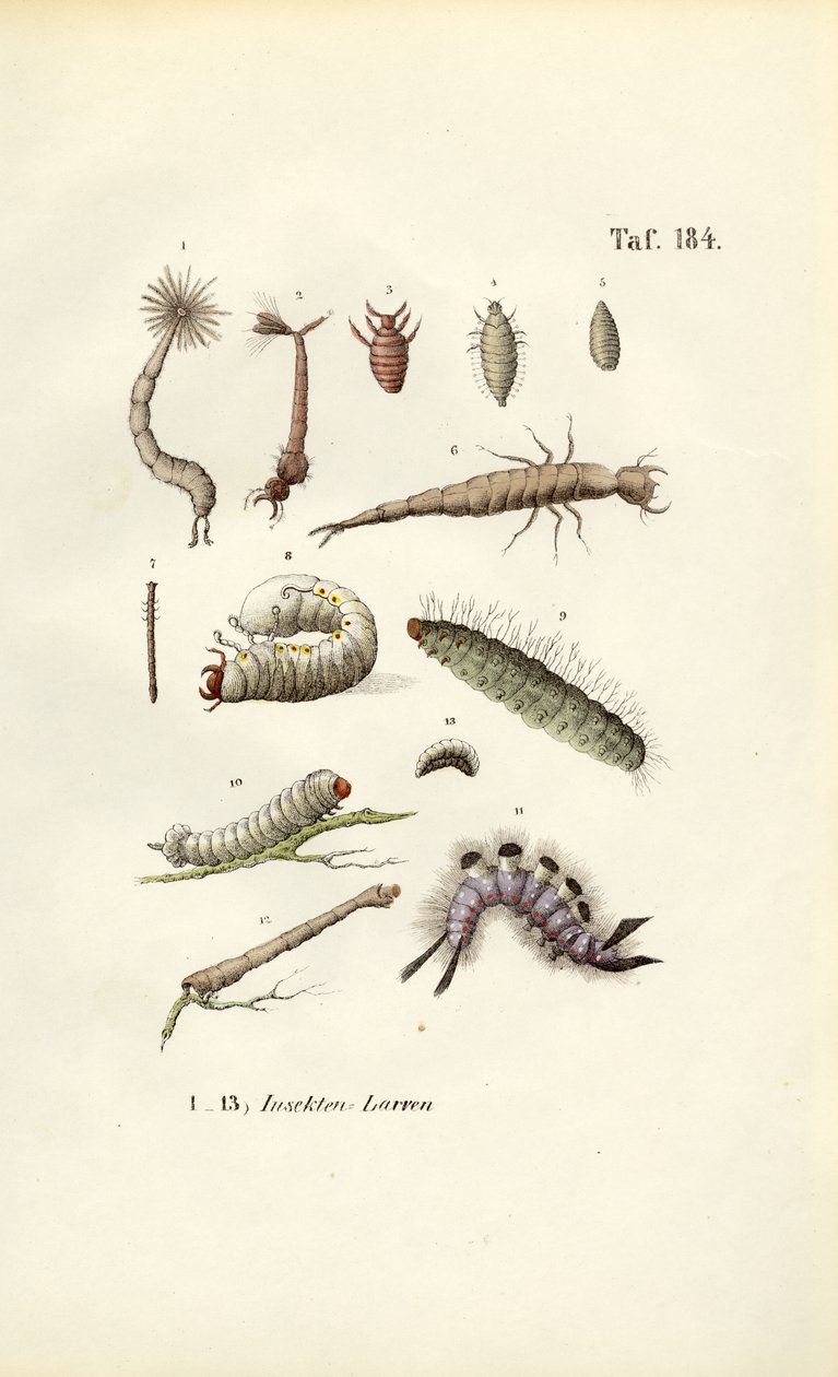 Verschiedene Insektenlarven und ihre Morphologie von J. W. Tenhaeff
