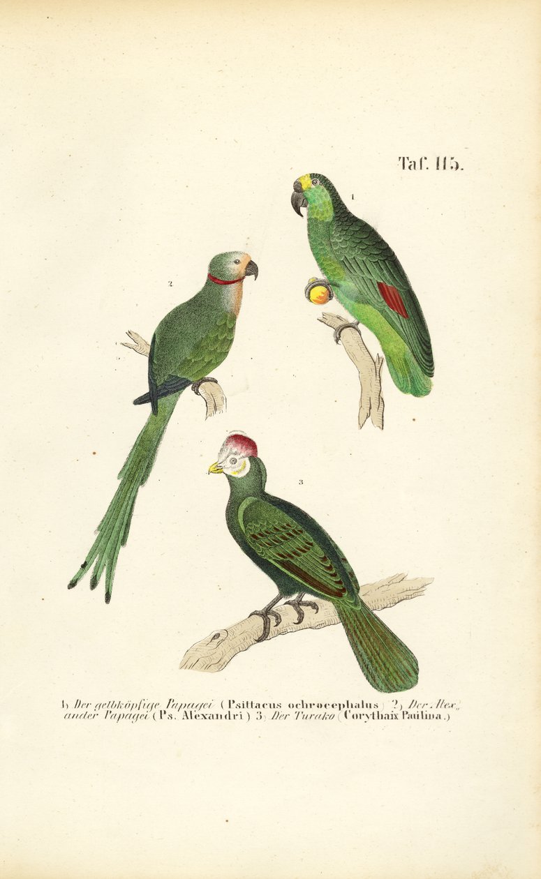 Verschiedene tropische Papageienarten von J. W. Tenhaeff