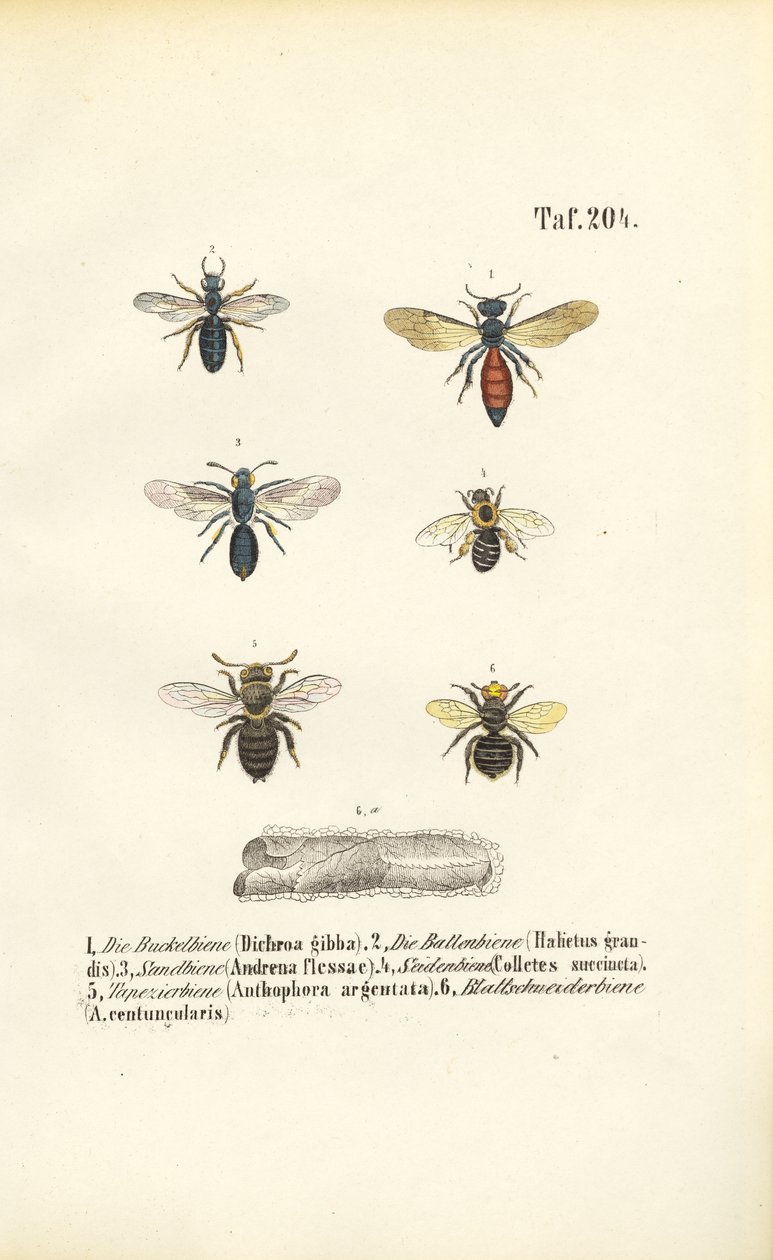 Verschiedene Wildbienenarten Mitteleuropas von J. W. Tenhaeff