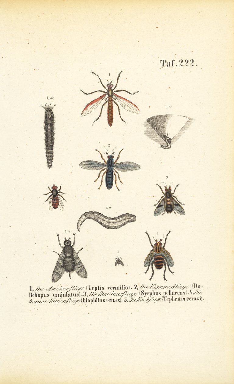 Verschiedene Fliegenarten mit Entwicklungsstadien von J. W. Tenhaeff