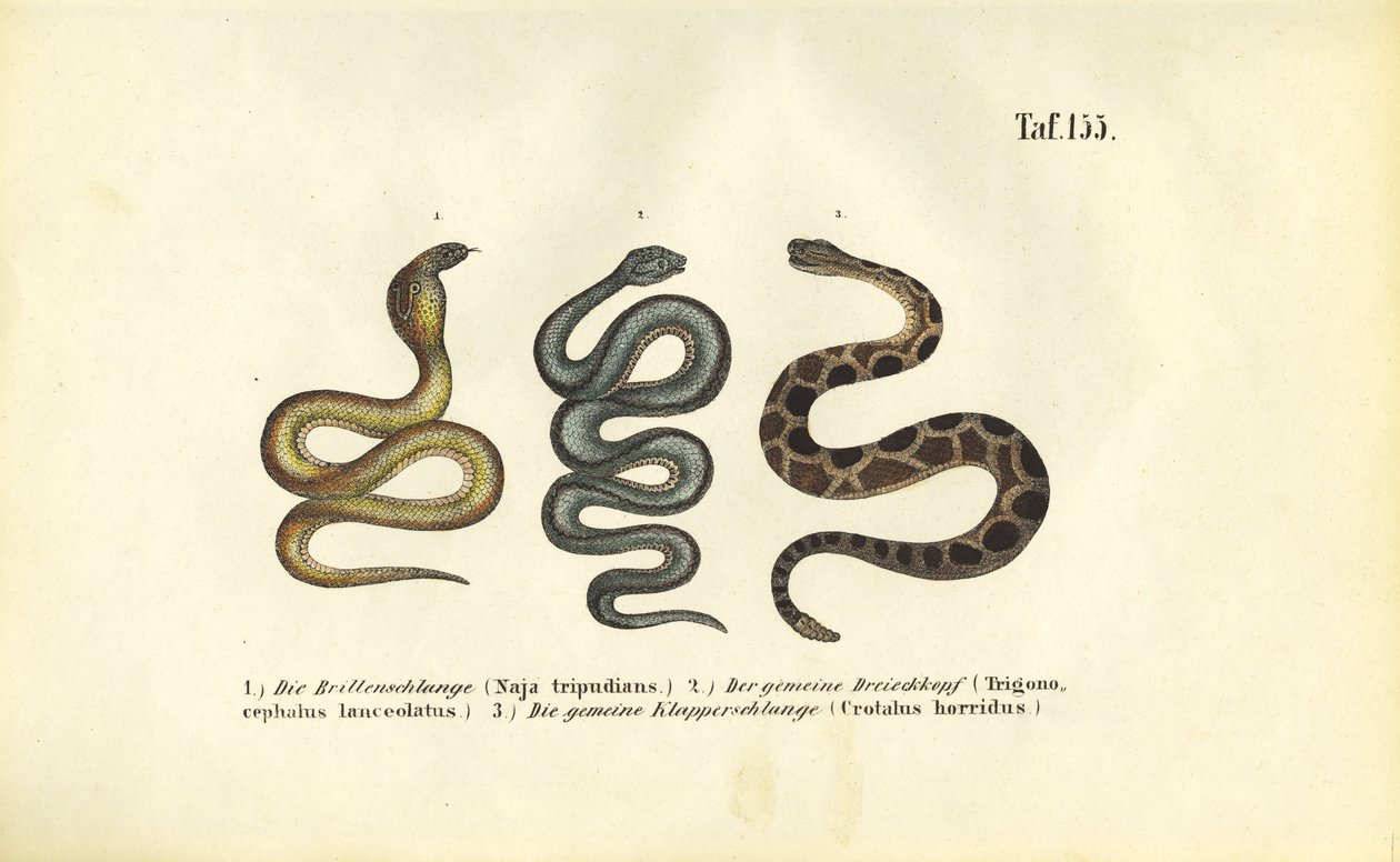 Giftige Schlangen: Indische Kobra, Fer-de-lance und Waldklapperschlange von J. W. Tenhaeff