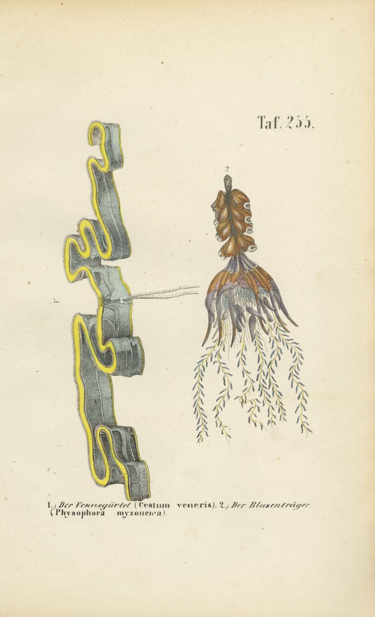 Venusgürtel und Wasserschlauch von J. W. Tenhaeff