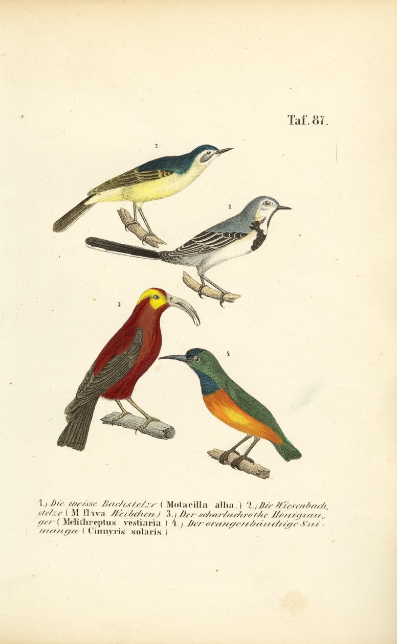 Bachstelzen und exotische Sonnenvögel von J. W. Tenhaeff