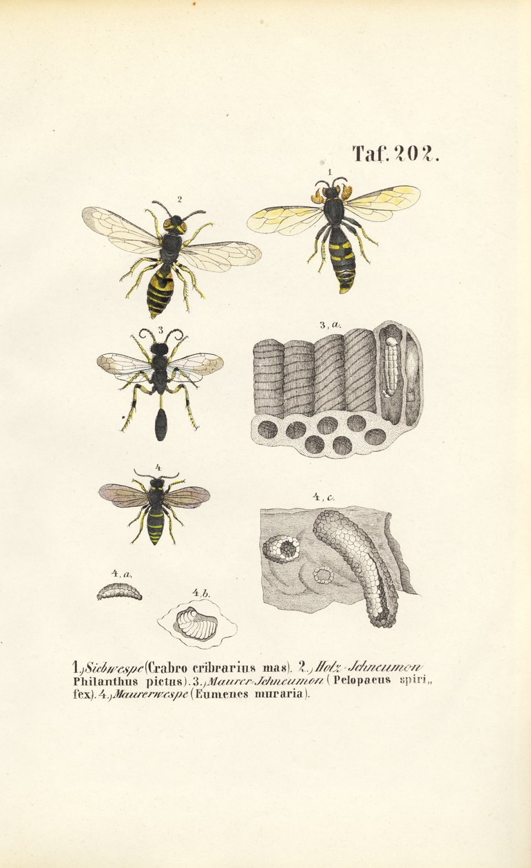 Wespen und ihre Nestkonstruktionen von J. W. Tenhaeff