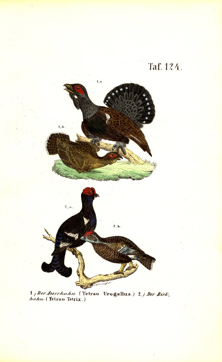Auerhahn und Birkhuhn von J. W. Tenhaeff