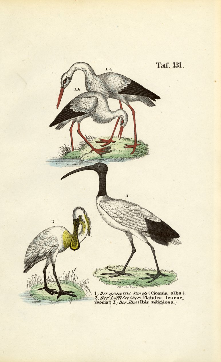 Weißstorch, Löffler und Heiliger Ibis von J. W. Tenhaeff