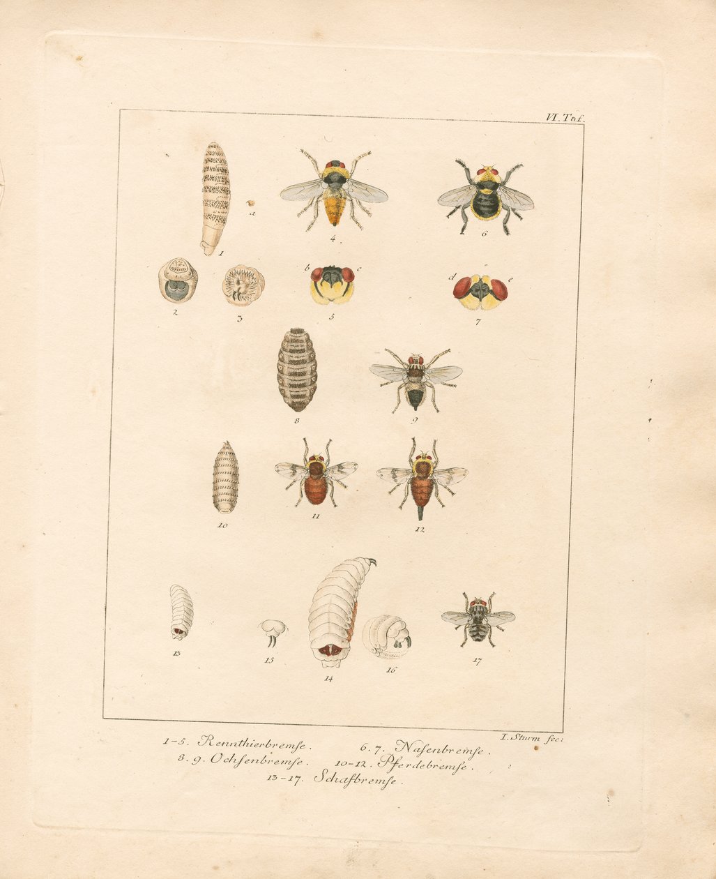 Verschiedene Fliegenarten und ihre Entwicklungsstadien (handkolorierte Kupferstichgravur) von Jacob Sturm