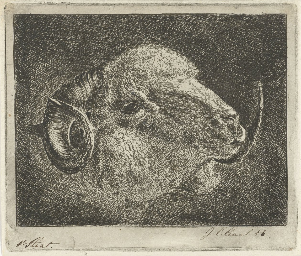Kopf eines Widders mit nach hinten gedrehten Hörnern von Jacobus Cornelis Gaal (signed by artist)