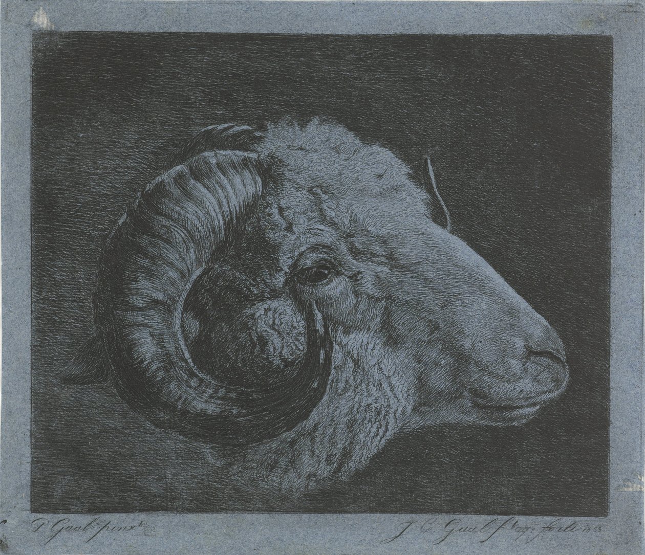 Kopf eines Widders mit nach dem Auge gekrümmtem Horn von Jacobus Cornelis Gaal