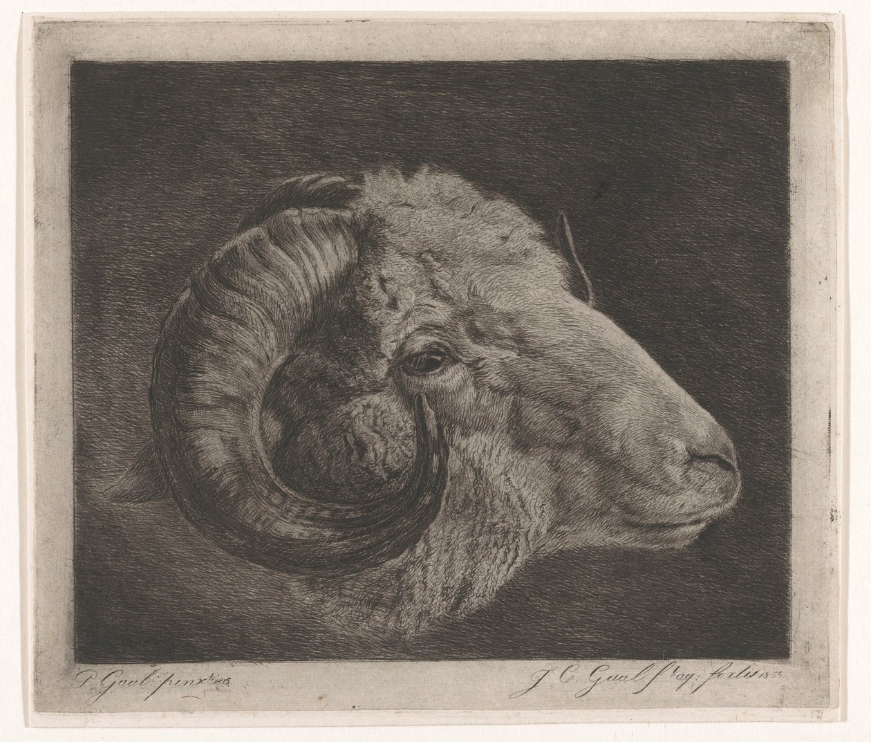 Kopf eines Widders mit nach dem Auge gekrümmtem Horn von Jacobus Cornelis Gaal