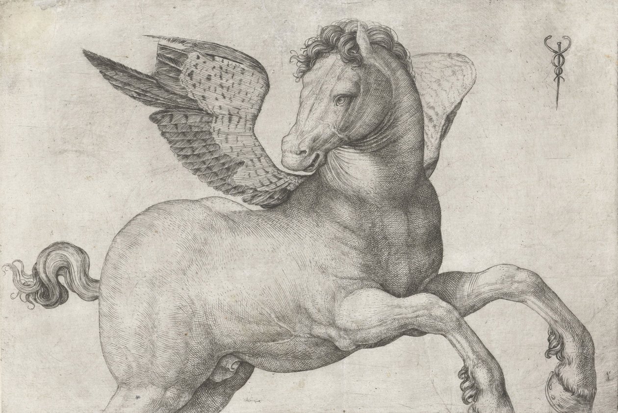 Pegasus, 1509-16 von Jacopo de Barbari