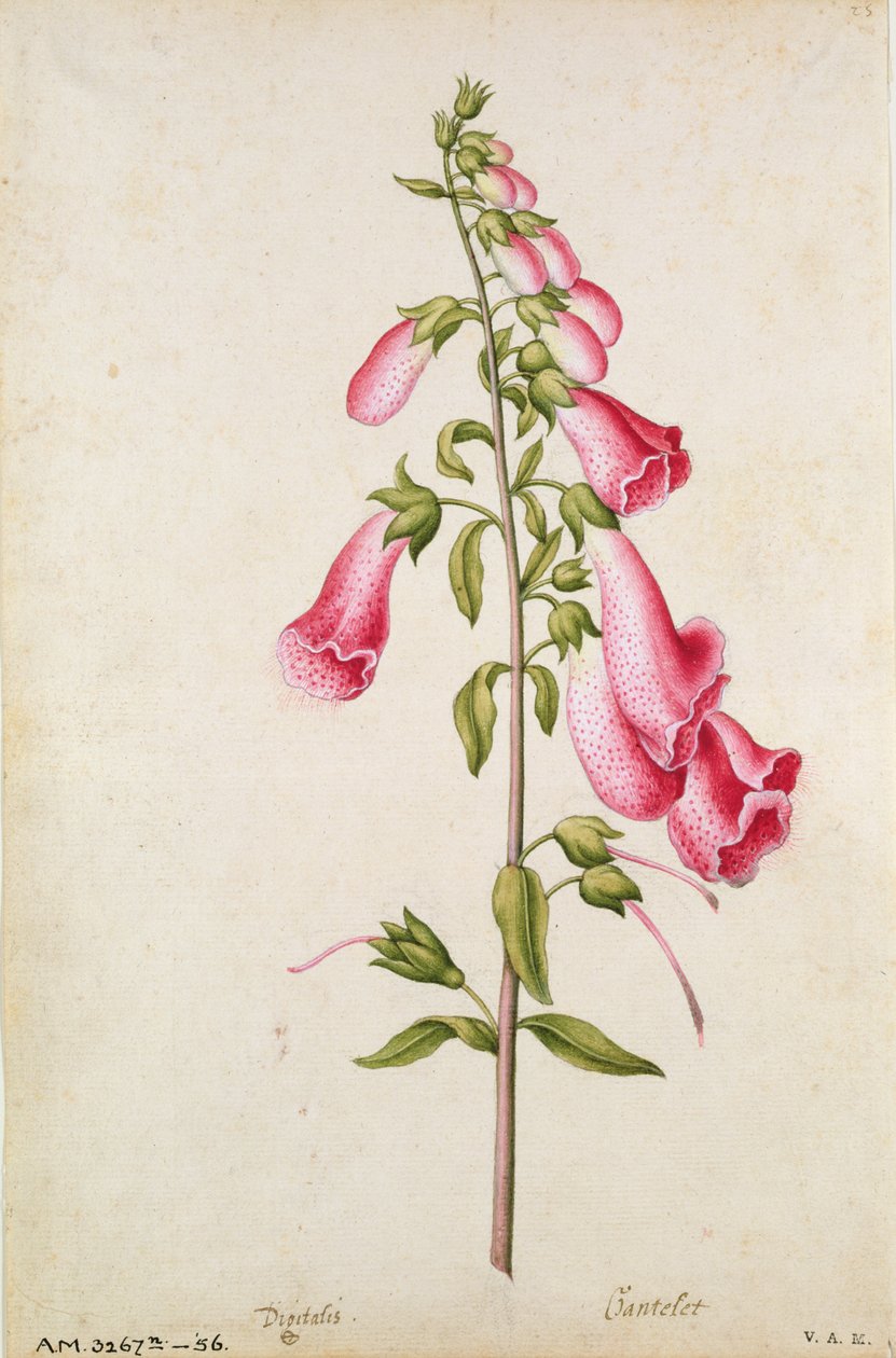 Fingerhut: Digitalis purpurea, um 1568, von J.le Moyne de Morgues (um 1530-88) von Jacques (1533-88) Le Moyne
