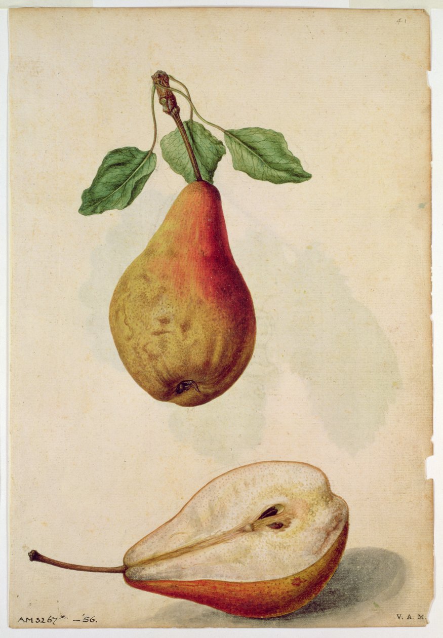 Birne: Pyrus communis, um 1568, von J.le Moyne de Morgues (um 1530-88) von Jacques (1533-88) Le Moyne