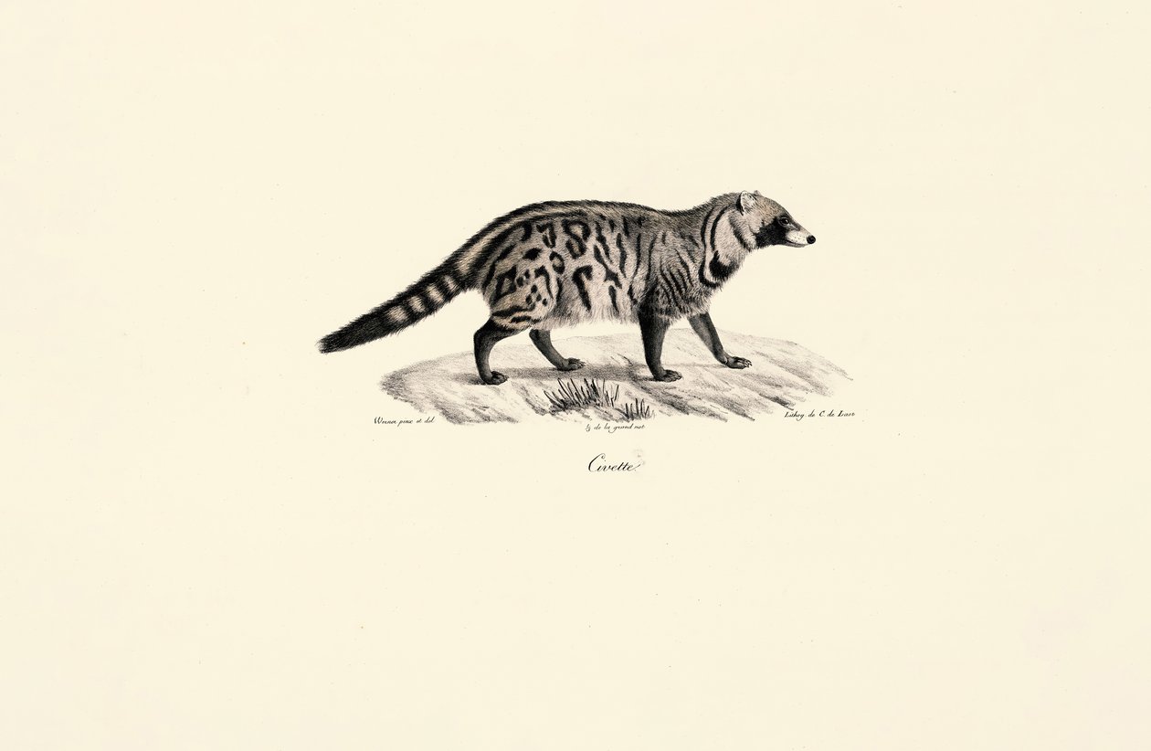 Afrikanische Zibetkatze (Civettictis civetta) von Jacques Christophe Werner