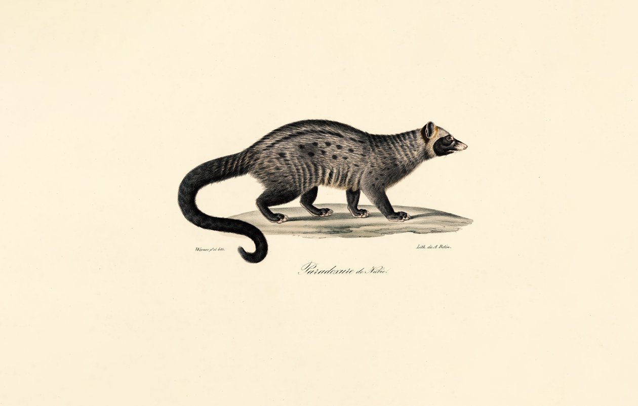 Afrikanische Zibetkatze von Jacques Christophe Werner