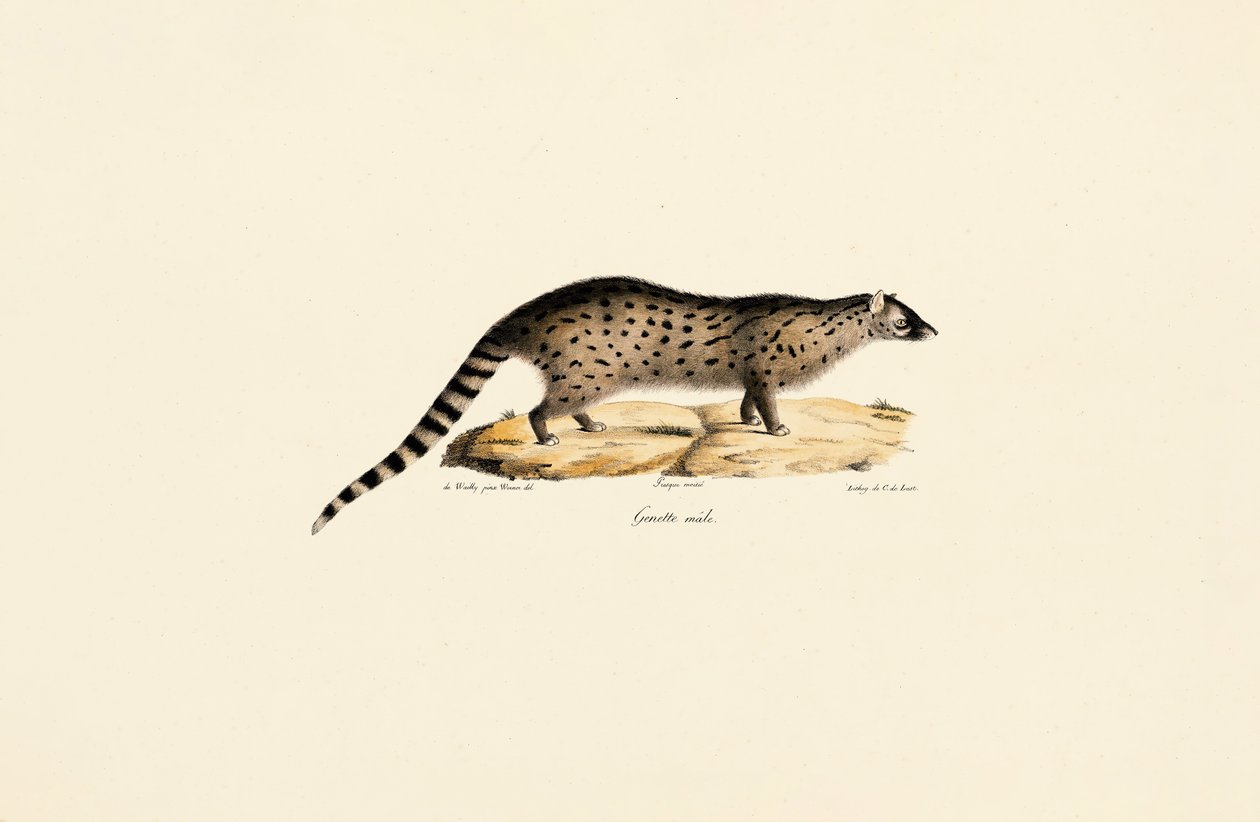 Afrikanische Ginsterkatze von Jacques Christophe Werner