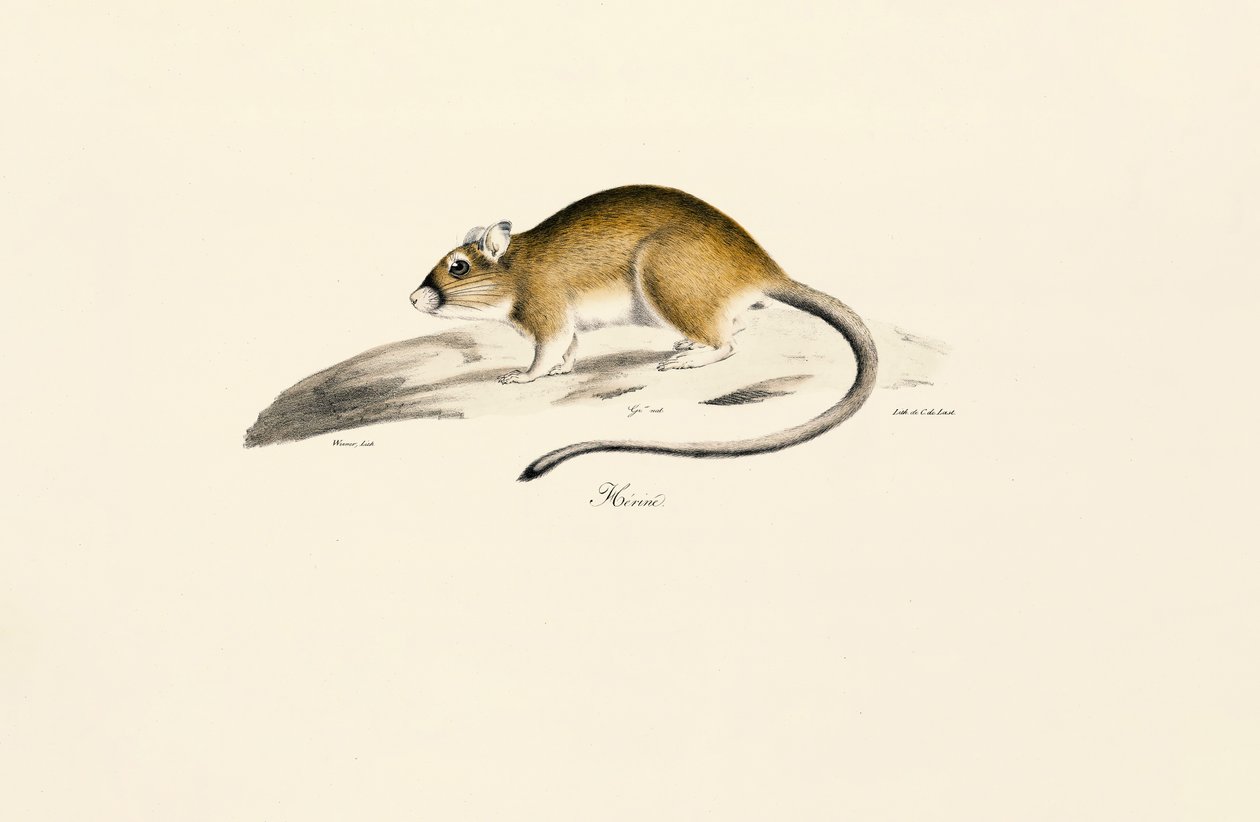 Afrikanische Rennmaus von Jacques Christophe Werner