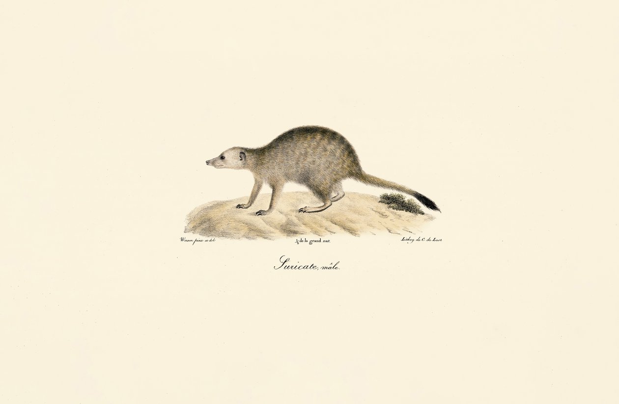 Afrikanischer Mungo (Männlich) von Jacques Christophe Werner