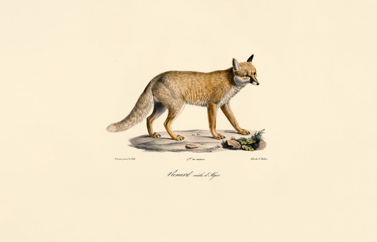 Algerischer Rotfuchs von Jacques Christophe Werner