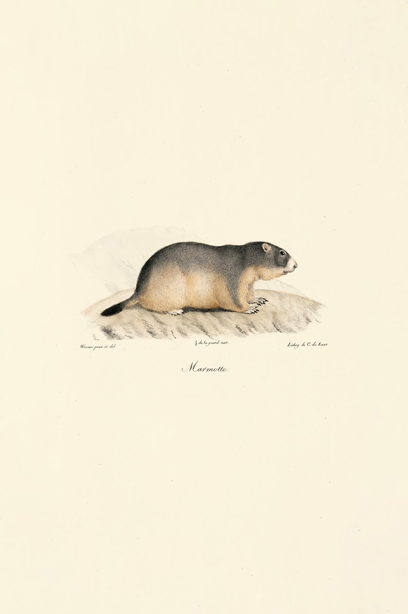 Alpenmurmeltier von Jacques Christophe Werner
