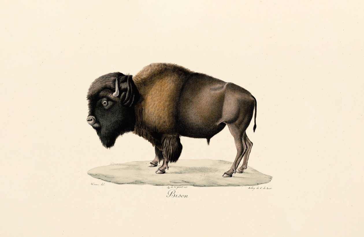 Amerikanischer Bison von Jacques Christophe Werner