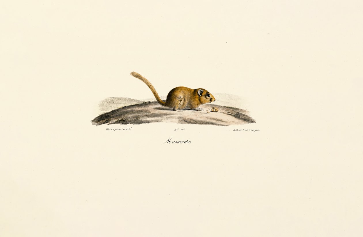 Amerikanische Hirschmaus von Jacques Christophe Werner