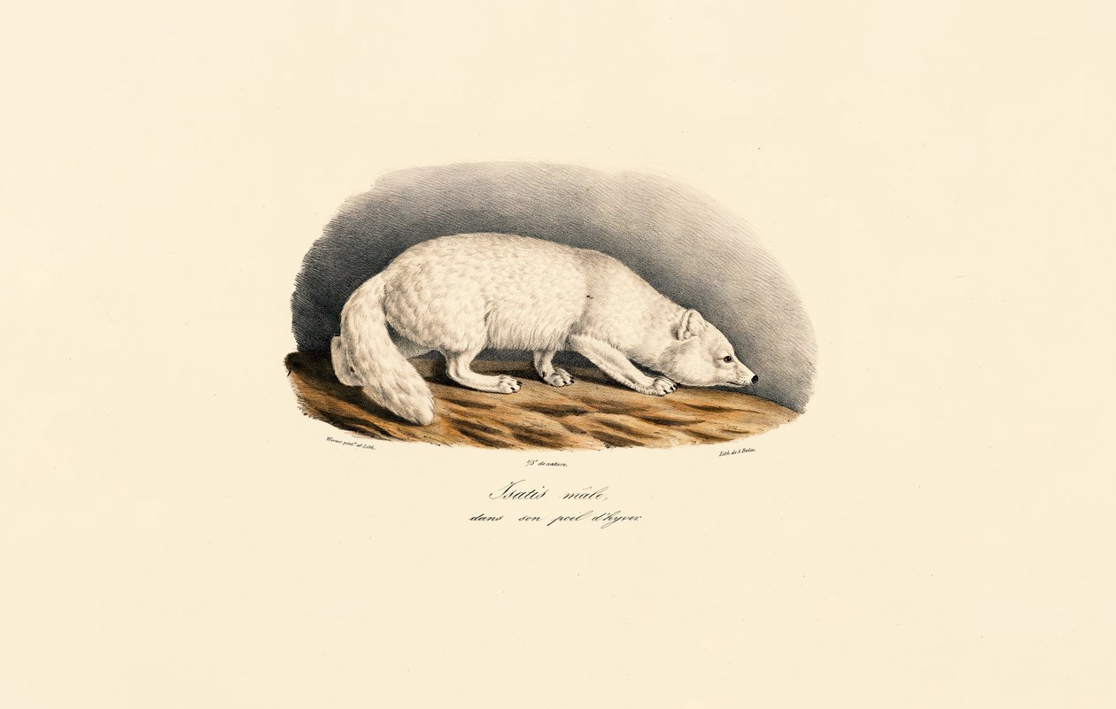 Arktischer Fuchs im Winterfell von Jacques Christophe Werner