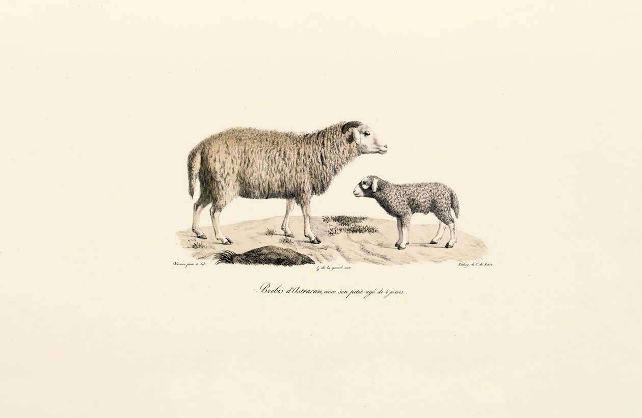 Aurukanisches Schaf mit Lamm von Jacques Christophe Werner