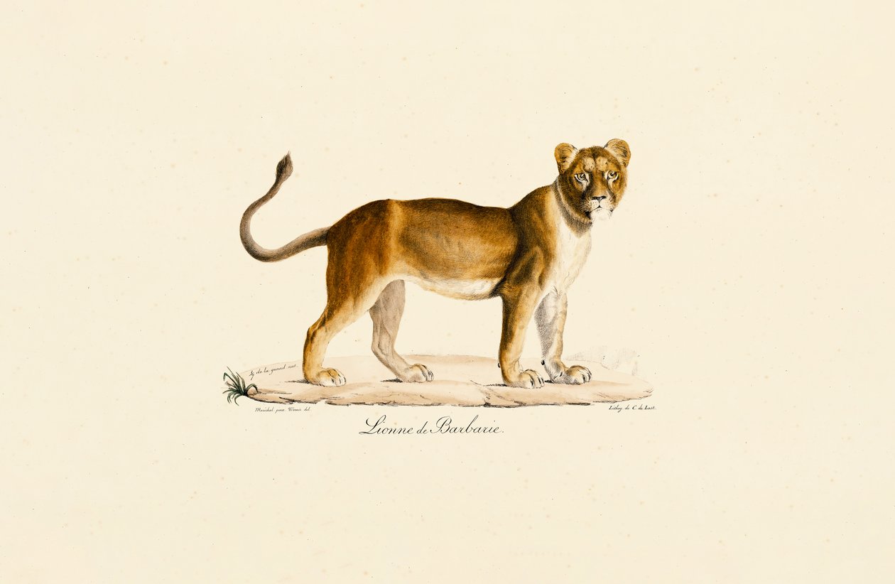 Berberlöwin im Profil von Jacques Christophe Werner